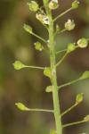 Thlaspi alliaceum