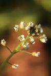 Thlaspi alliaceum