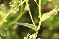 Thlaspi alliaceum