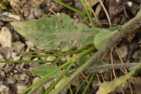 Thlaspi alliaceum
