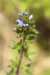 Veronica arvensis