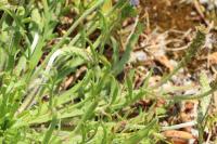 Plantago coronopus