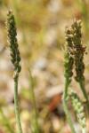 Plantago coronopus