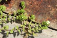 Arenaria serpyllifolia