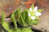 Arenaria serpyllifolia