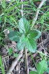 Mentha aquatica