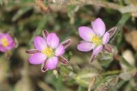 Spergularia rubra