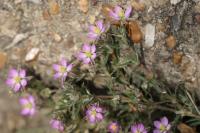 Spergularia rubra