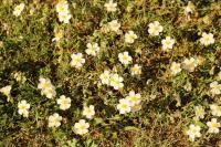 Helianthemum apenninum