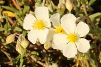 Helianthemum apenninum