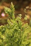 Anthriscus caucalis