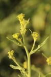 Sisymbrium officinale