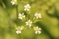 Anthriscus caucalis