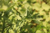 Sisymbrium officinale