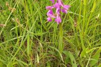 Anacamptis morio