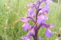 Anacamptis morio