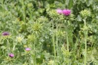 Silybum marianum