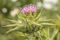 Silybum marianum