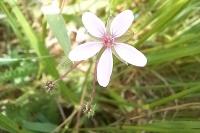 Erodium cicutarium