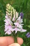 Dactylorhiza fuchsii