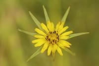 Tragopogon pratensis