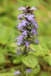 Ajuga reptans