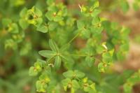 Euphorbia dulcis