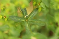 Euphorbia dulcis