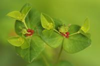 Euphorbia dulcis