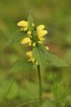 Lamium galeobdolon