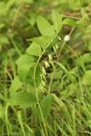 Polygonatum multiflorum