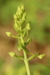 Platanthera chlorantha