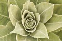 Verbascum thapsus