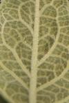 Verbascum thapsus