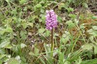 Orchis simia
