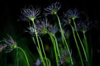 Pulsatilla vulgaris
