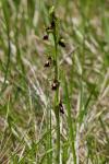 Ophrys insectifera