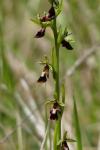 Ophrys insectifera