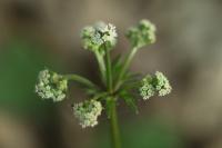 Sanicula europaea