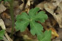 Sanicula europaea