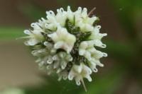 Sanicula europaea