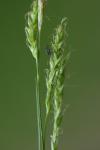Carex sylvatica