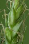 Carex sylvatica