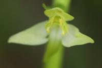 Platanthera chlorantha