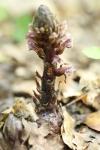 Orobanche hederae