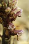 Orobanche hederae