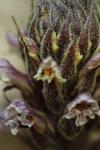 Orobanche hederae