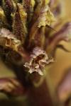 Orobanche hederae