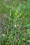 Carex sylvatica