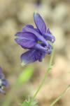 Aquilegia vulgaris